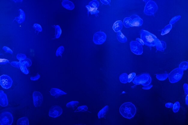 jellyfish in tank