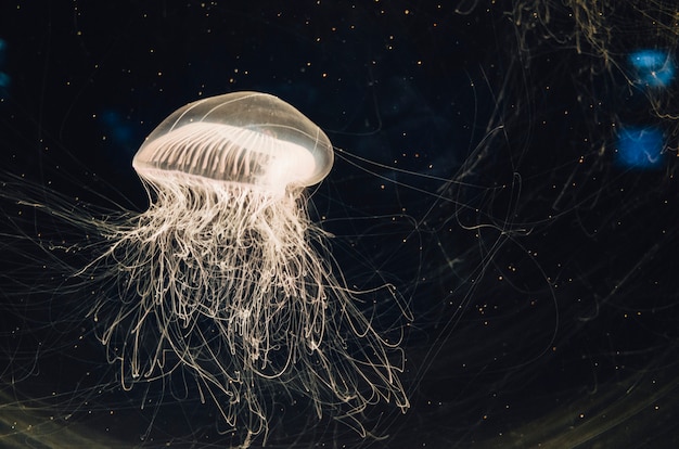 jellyfish in water tank