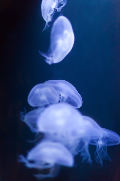 Free photo jellyfish in water