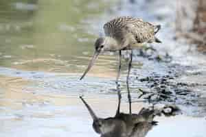 Free photo jjuvenile bar-tailed godwit limosa lapponica ssp. lapponica