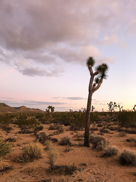 Joshua tree in the Joshua Tree National Park, USA