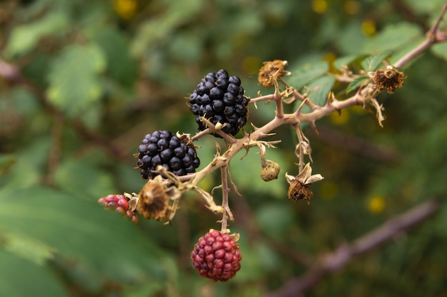 Free photo juicy blackberries growing on the branches