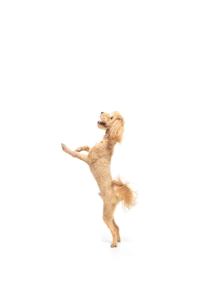 Free photo the jumping funny curly dog isolated on white studio background with copyspace. action, motion, pets love concept. purebreed domestic doggy. movement and happiness.