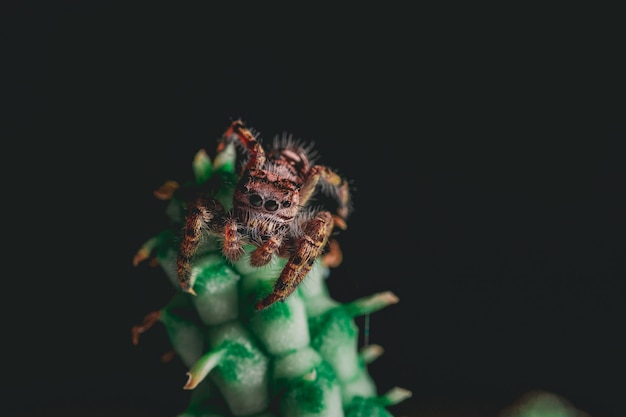 Free Photo jumping spider on a houseplant