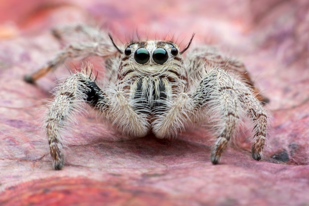 Free photo jumping spider hyllus