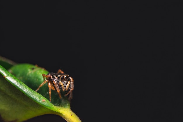 Free photo jumping spider on a plant