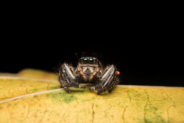 Free Photo jumping spider predator nature habitat 