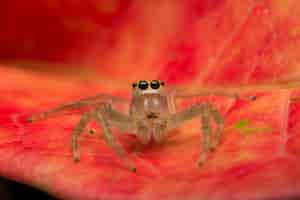 Free photo jumping spider predator nature habitat