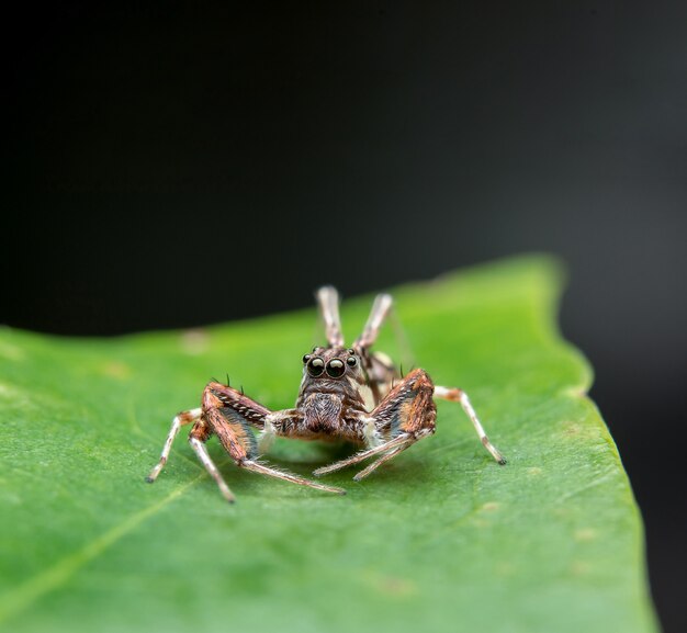 Free photo jumping spider