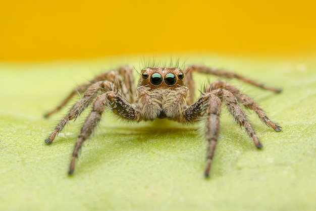 Free photo jumping spider