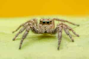 Free photo jumping spider