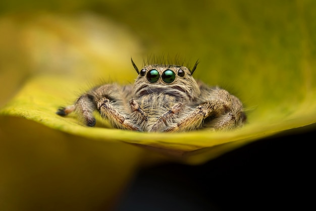 Free photo jumping spider