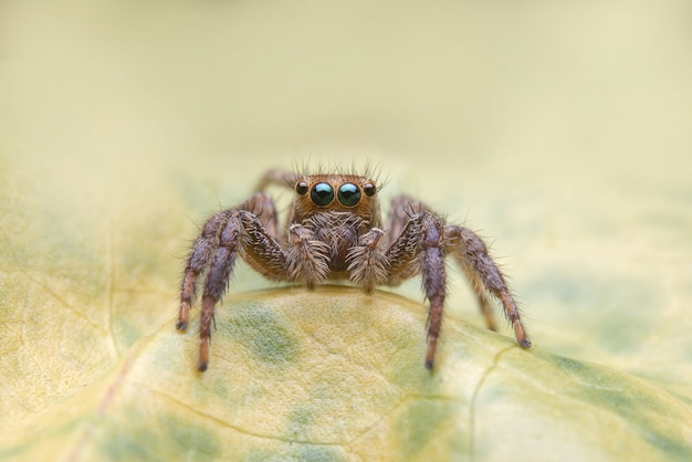 Free photo jumping spider