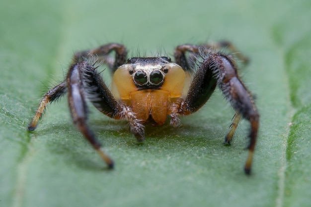 Free photo jumping spider