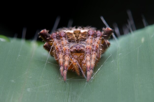 Free photo jumping spider