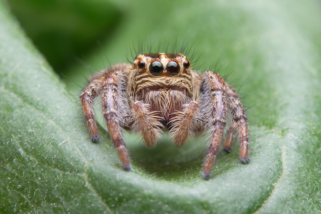 Free photo jumping spider