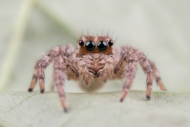 Free Photo jumping spider 