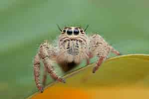 Free photo jumping spider