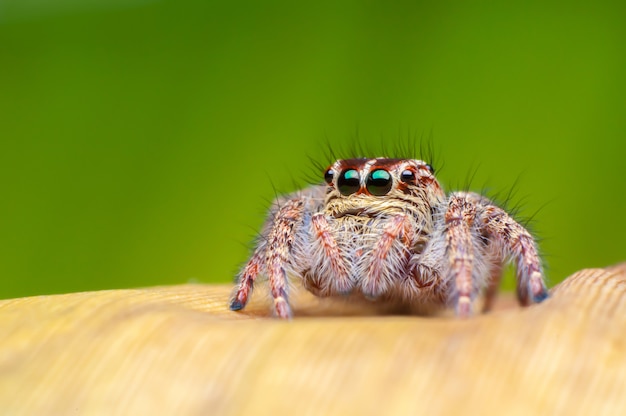 Free photo jumping spider