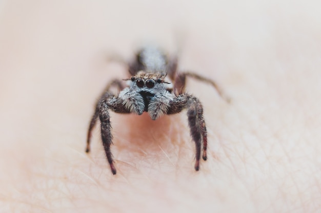 Free Photo jumping spider