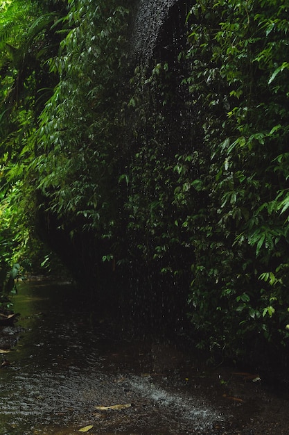 jungle bali indonesia