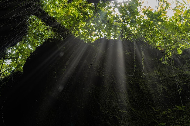 Free photo jungle bali indonesia