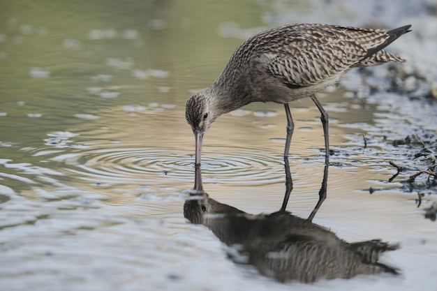 Juvenile Bar-tailed godwit Limosa lapponica lapponica