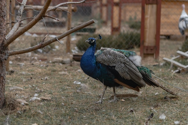 Free Photo keeping and breeding domestic peacocks