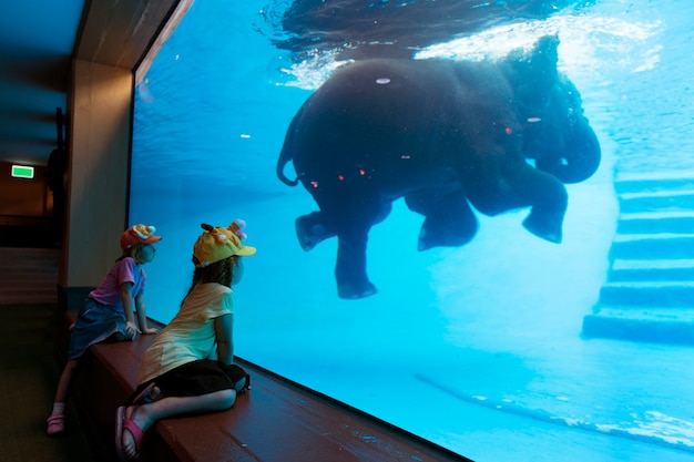 Free Photo kids enjoying watching elephant swim in the water tank