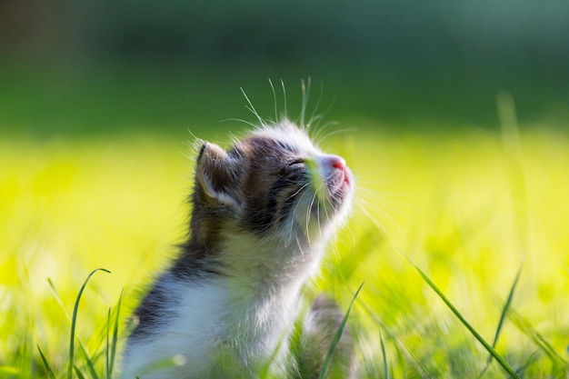 Free Photo kitten