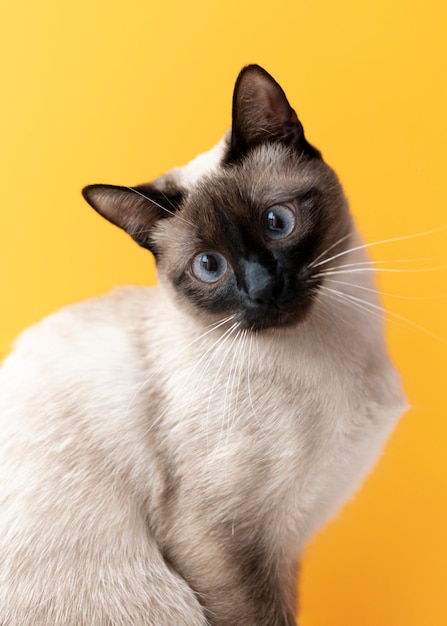 Free photo kitty with monochrome wall behind her