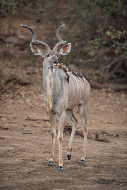 Kudu antelope with tiny birds on the back