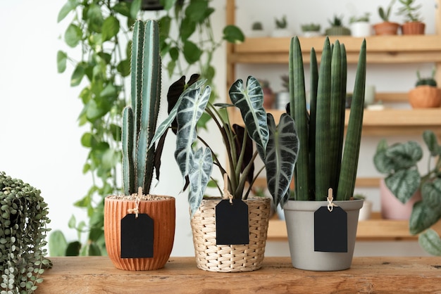 Labels on plants in a florist shop