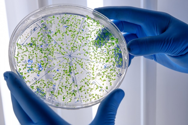 Free photo laboratory worker examining a green substance on a petri dish while conducting coronavirus research