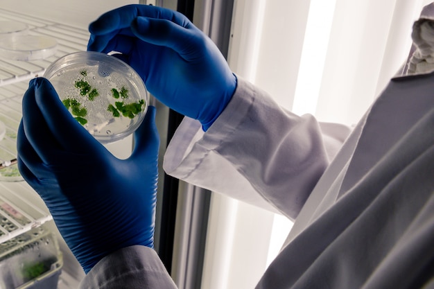 Free photo laboratory worker examining a green substance on a petri dish while conducting coronavirus research