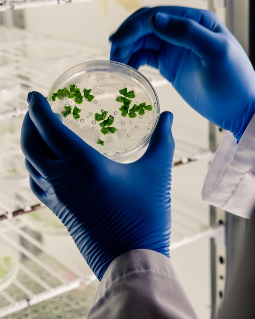 Laboratory worker examining a substance on a petri dish while conducting virus research