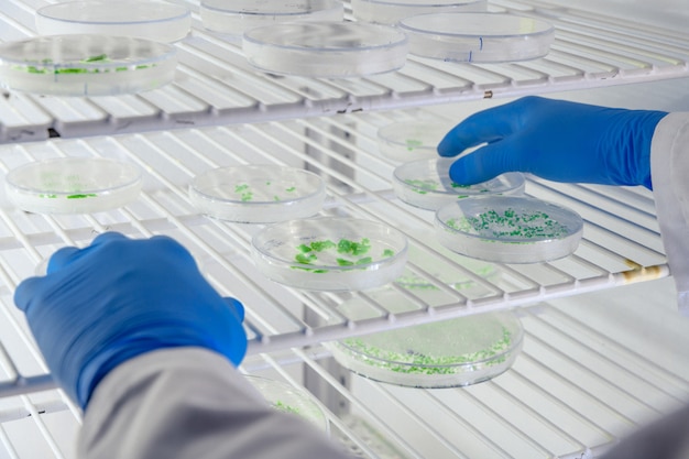 Laboratory worker examining a substance on petri dishes while conducting coronavirus research