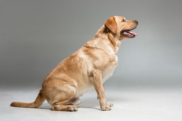 Labrador   beautiful dog