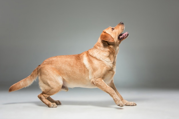 Labrador   beautiful dog