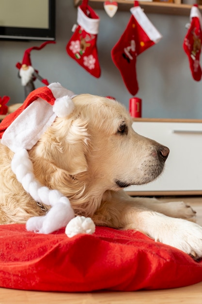 Free photo labrador at home wearing santa hat