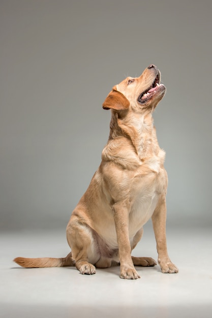 Labrador retrieve 