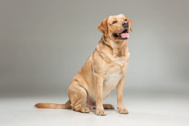 Labrador retrieve 