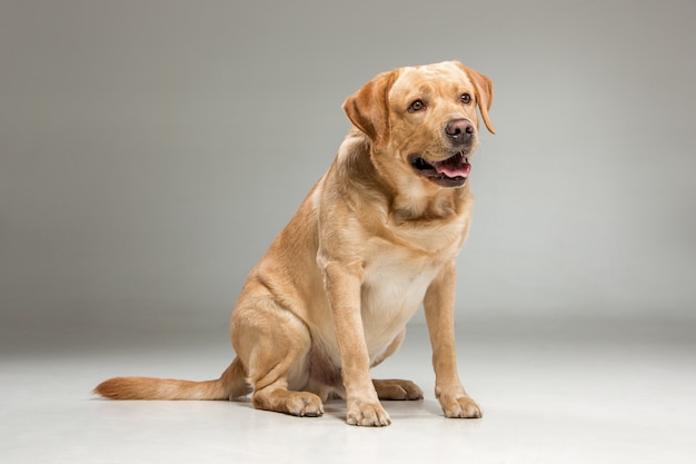 Labrador retrieve 