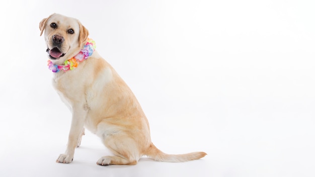 Free photo labrador retriever