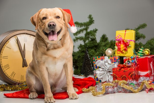 Labrador with Santa Hat. New Year's garland