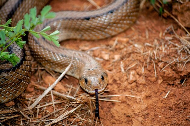 Ladder snake close-up with tongue outside