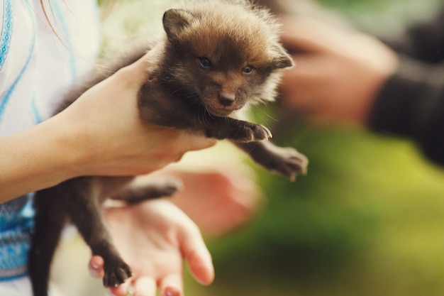 Free Photo lady in embroidered shirt holds a little polecat 