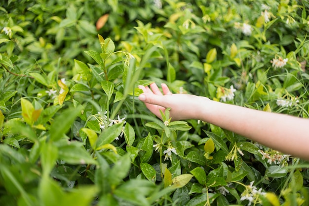 Lady's hand touching green grass