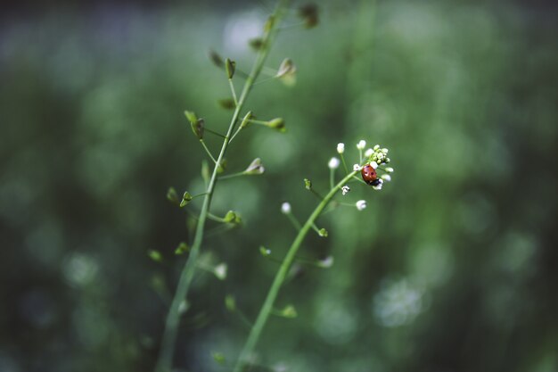 Ladybug on a flowering plant