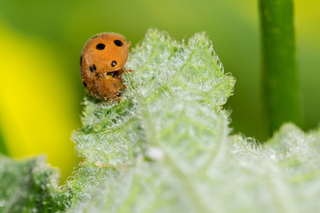 Ladybug on a leaf